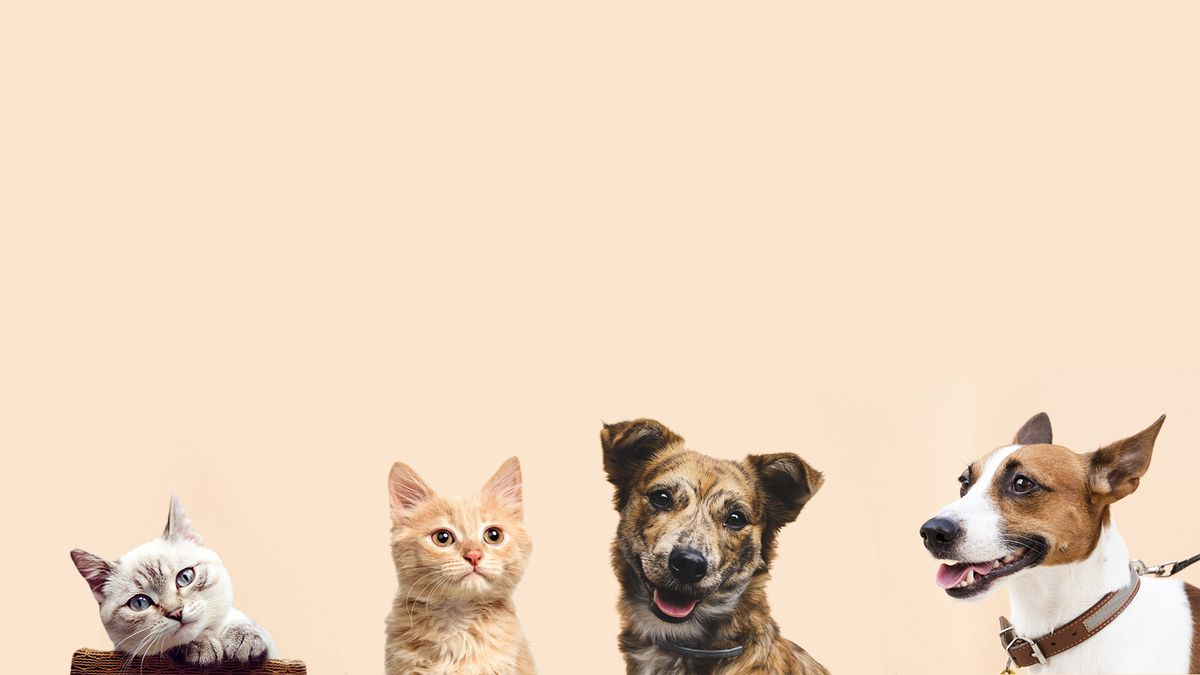 MASCOTAS
